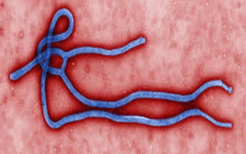 ebola